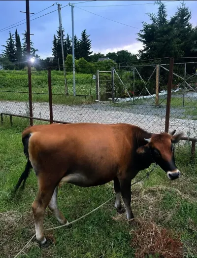 İnək — Heyvanlar, Quşlar, Balıqlar, Masallı — şəkil 2