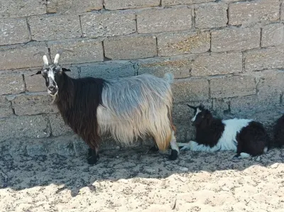 Keçilər — Heyvanlar, Quşlar, Balıqlar, Bakı