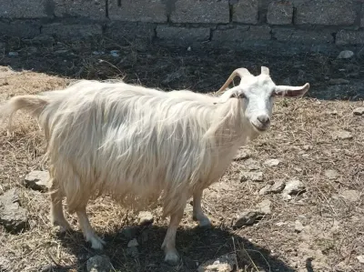 Keçilər — Heyvanlar, Quşlar, Balıqlar, Bakı — şəkil 3