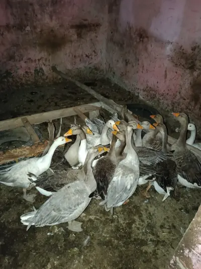 QAZ — Heyvanlar, Quşlar, Balıqlar, İmişli