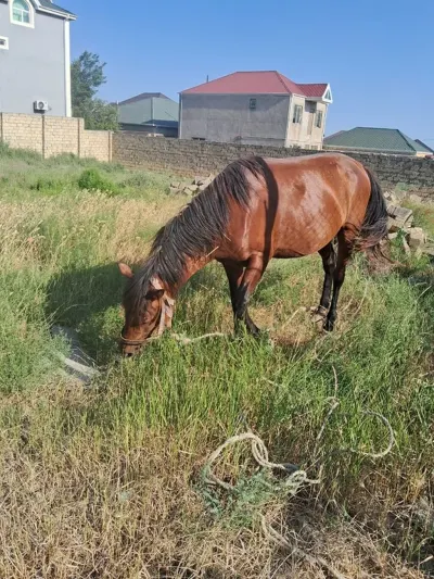 At — Heyvanlar, Quşlar, Balıqlar, Bakı — şəkil 2