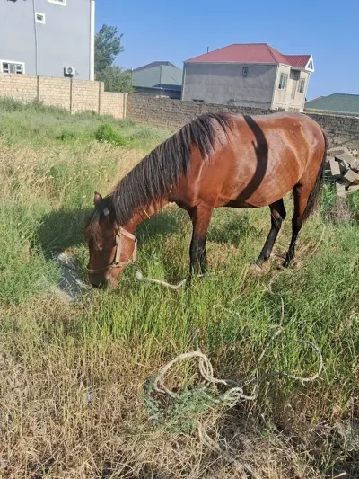AT — Heyvanlar, Quşlar, Balıqlar, Bakı