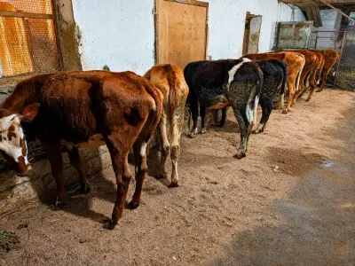 DANALAR — Heyvanlar, Quşlar, Balıqlar, Xaçmaz