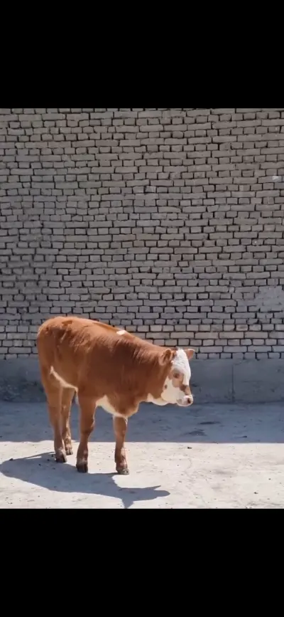 BUZOV — Heyvanlar, Quşlar, Balıqlar, İsmayıllı