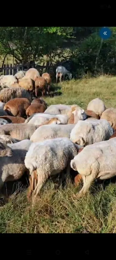 Qoyunlar — Heyvanlar, Quşlar, Balıqlar, Qəbələ — şəkil 6
