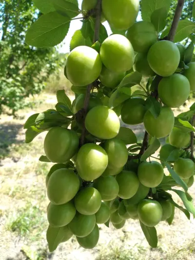 Meyvə bağı — Kənd Təsərrüfatı Əmlakı, Xaçmaz — şəkil 4