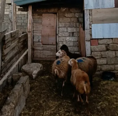 Quzular — Heyvanlar, Quşlar, Balıqlar, Bakı
