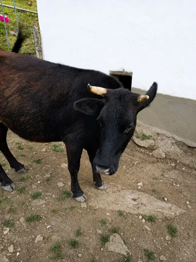 Danalar — Heyvanlar, Quşlar, Balıqlar, Lerik