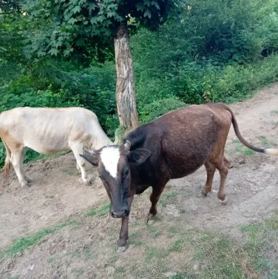 Danalar — Heyvanlar, Quşlar, Balıqlar, Lerik — şəkil 3