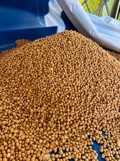 Chickpeas — Vegetables and Greens, Baku