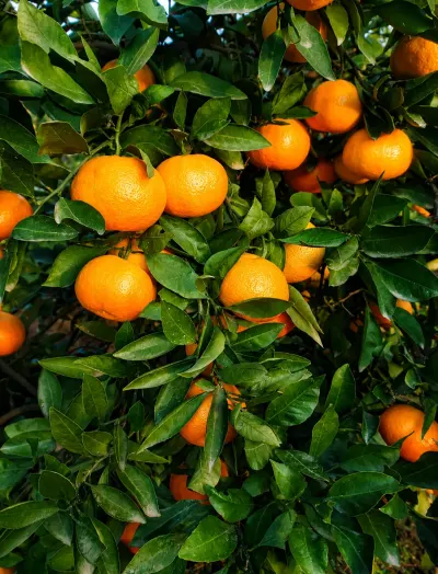 Mandarin tingi — Dənlilər, Otlar Yemlər,  Bitkilər, Lənkəran