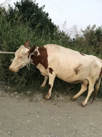 İnək — Heyvanlar, Quşlar, Balıqlar, Xaçmaz