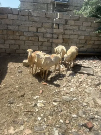 Qoyunlar — Heyvanlar, Quşlar, Balıqlar, Bakı