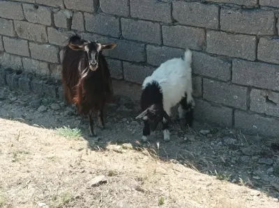 Keçilər — Heyvanlar, Quşlar, Balıqlar, Bakı — şəkil 2