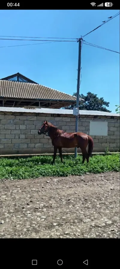 AT — Heyvanlar, Quşlar, Balıqlar, Cəlilabad