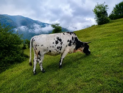 Danalar — Heyvanlar, Quşlar, Balıqlar, Astara — şəkil 2
