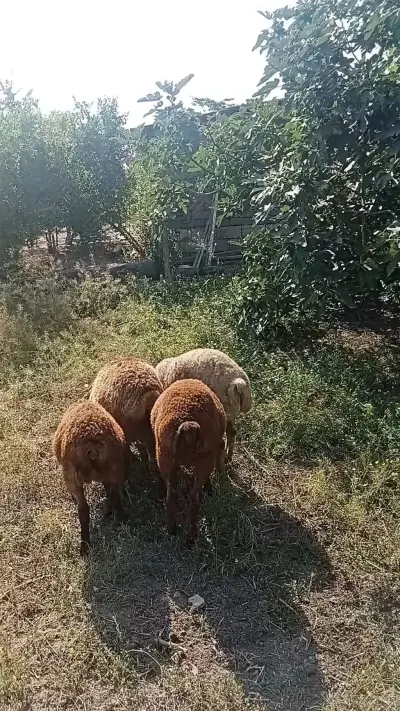 Qoyunlar — Heyvanlar, Quşlar, Balıqlar, Cəlilabad — şəkil 2