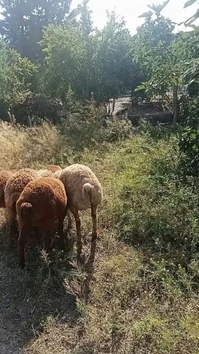 Qoyunlar — Heyvanlar, Quşlar, Balıqlar, Cəlilabad — şəkil 3