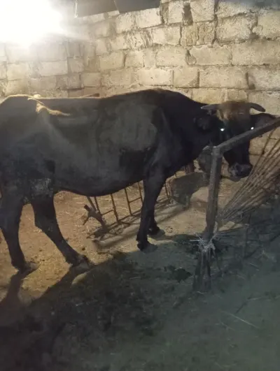 BALALI İNƏK — Heyvanlar, Quşlar, Balıqlar, Xırdalan