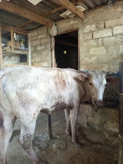 Danalar — Heyvanlar, Quşlar, Balıqlar, Bakı — şəkil 3