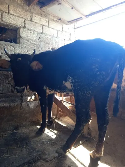 Danalar — Heyvanlar, Quşlar, Balıqlar, Bakı — şəkil 4