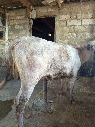 Danalar — Heyvanlar, Quşlar, Balıqlar, Bakı — şəkil 6
