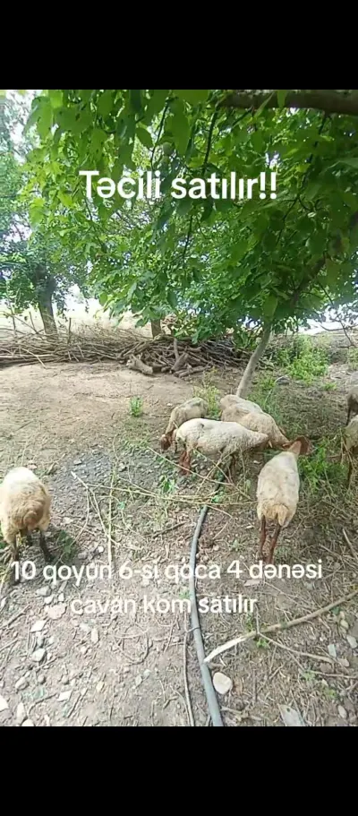Qoyunlar — Heyvanlar, Quşlar, Balıqlar, Ağstafa