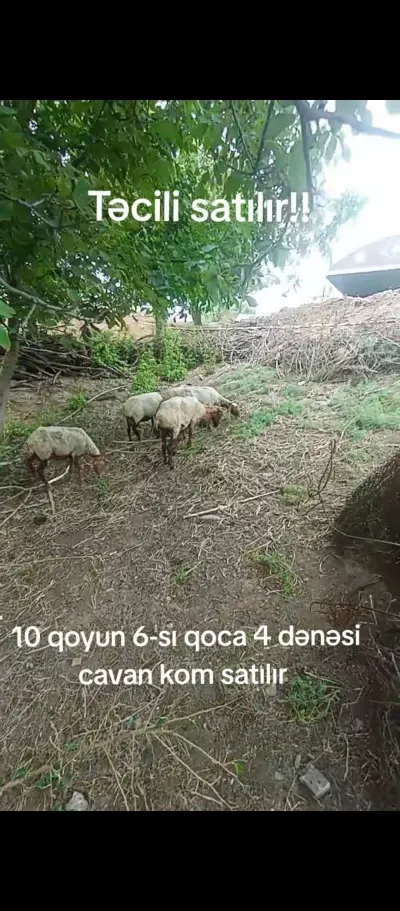 Qoyunlar — Heyvanlar, Quşlar, Balıqlar, Ağstafa — şəkil 9