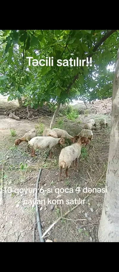 Qoyunlar — Heyvanlar, Quşlar, Balıqlar, Ağstafa — şəkil 3