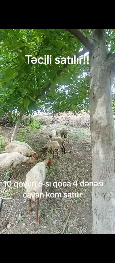 Qoyunlar — Heyvanlar, Quşlar, Balıqlar, Ağstafa — şəkil 2