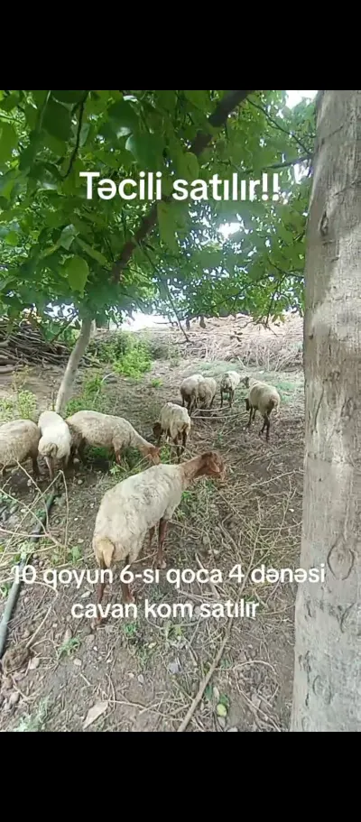 Qoyunlar — Heyvanlar, Quşlar, Balıqlar, Ağstafa — şəkil 5