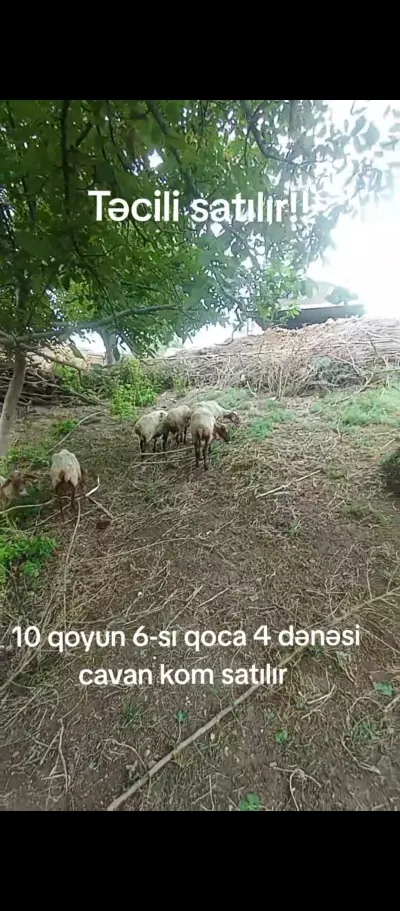 Qoyunlar — Heyvanlar, Quşlar, Balıqlar, Ağstafa — şəkil 6