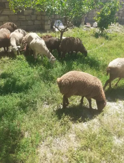 Qoyun — Heyvanlar, Quşlar, Balıqlar, Xızı — şəkil 2