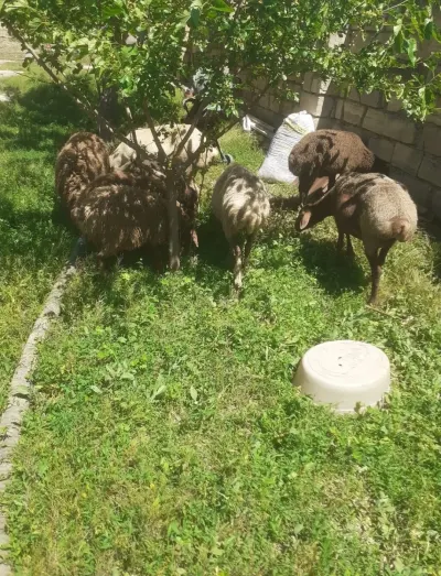 Qoyun — Heyvanlar, Quşlar, Balıqlar, Xızı