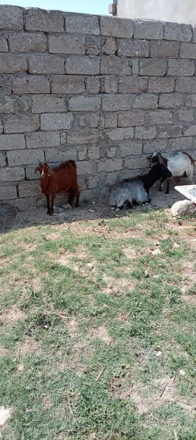 Keçilər — Heyvanlar, Quşlar, Balıqlar, Bakı