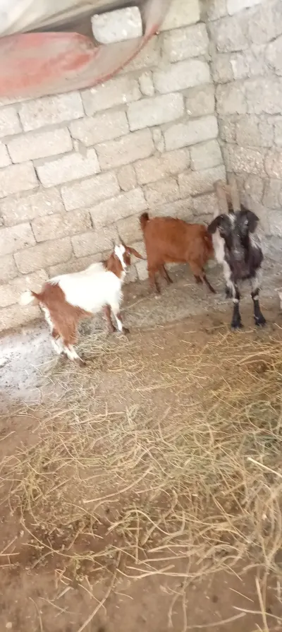 Keçilər — Heyvanlar, Quşlar, Balıqlar, Bakı — şəkil 6
