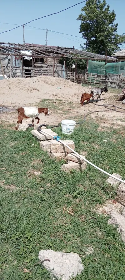 Keçilər — Heyvanlar, Quşlar, Balıqlar, Bakı — şəkil 2