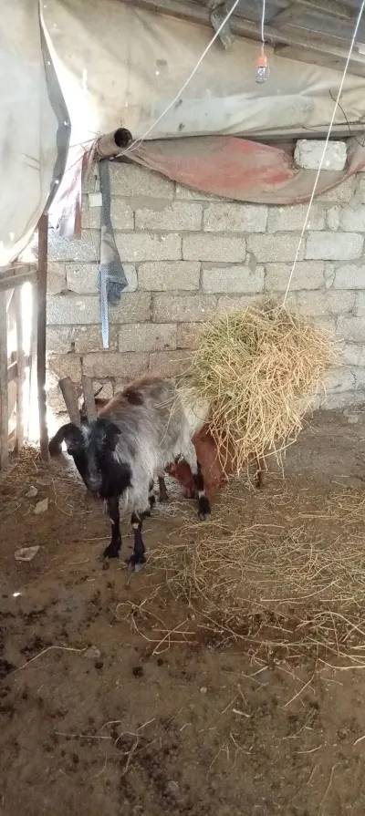 Keçilər — Heyvanlar, Quşlar, Balıqlar, Bakı — şəkil 4