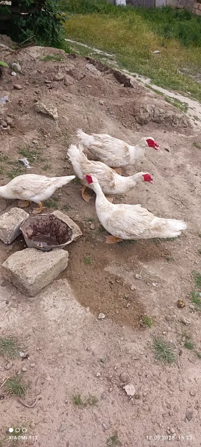 Ördək balası — Heyvanlar, Quşlar, Balıqlar, Sumqayıt — şəkil 2