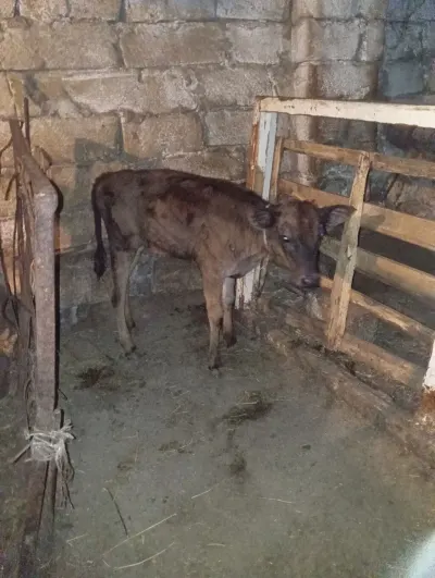BALALI İNƏK — Heyvanlar, Quşlar, Balıqlar, Xırdalan