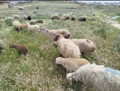 Qoyun — Heyvanlar, Quşlar, Balıqlar, Bakı