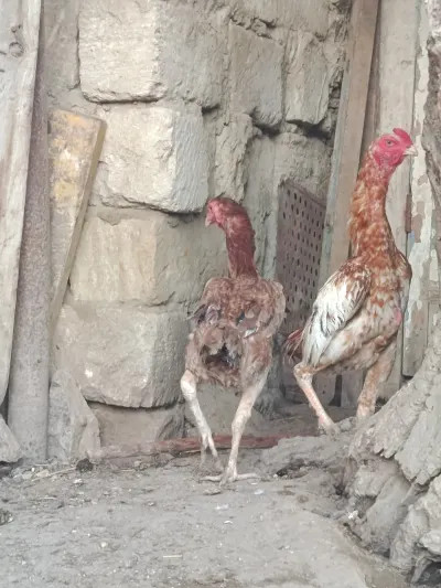 XORUZ — Heyvanlar, Quşlar, Balıqlar, Bakı