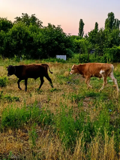 Danalar — Heyvanlar, Quşlar, Balıqlar, Xaçmaz — şəkil 2