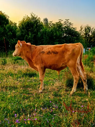 DANALAR — Heyvanlar, Quşlar, Balıqlar, Xaçmaz