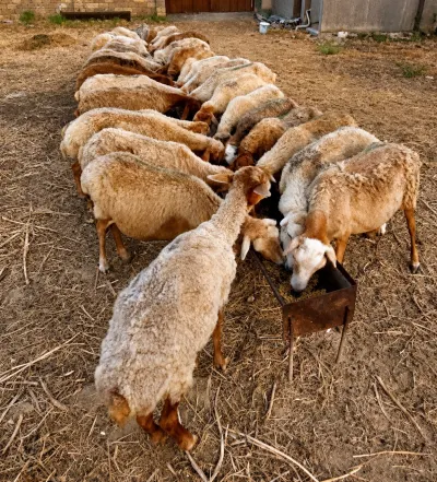 Qoyunlar — Heyvanlar, Quşlar, Balıqlar, Bakı