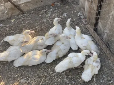 Ördək balası — Heyvanlar, Quşlar, Balıqlar, Samux