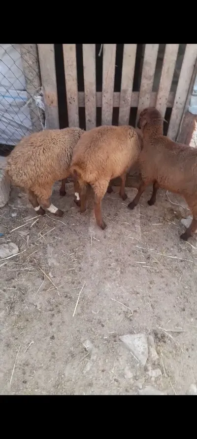 Quzular — Heyvanlar, Quşlar, Balıqlar, Cəlilabad