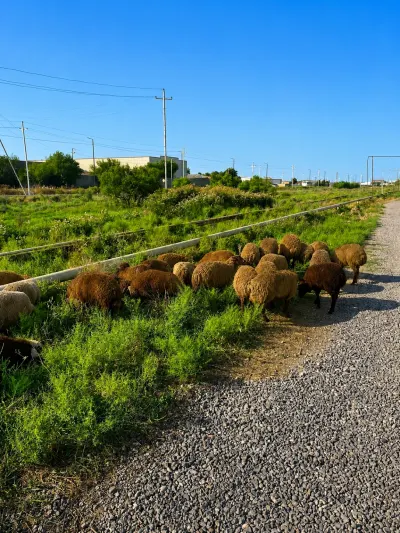 Quzular — Heyvanlar, Quşlar, Balıqlar, Sumqayıt
