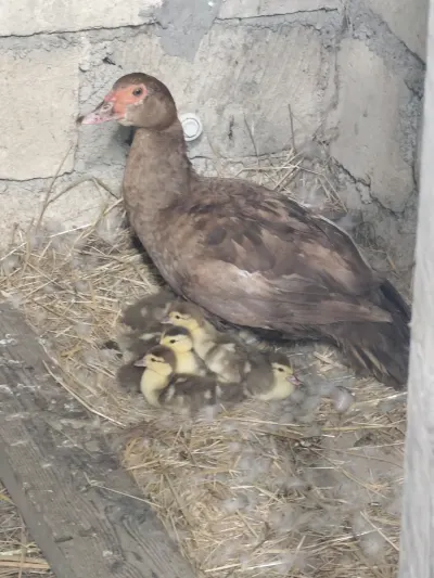 CİNS LAL ÖRDƏKLƏR elanı