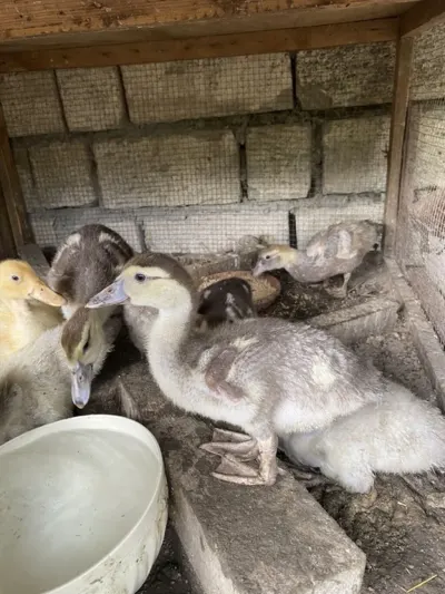 Ördək balası — Heyvanlar, Quşlar, Balıqlar, Şəki